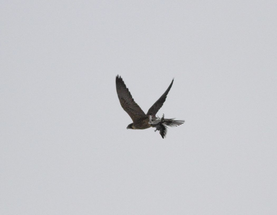 Peregrine Falcon