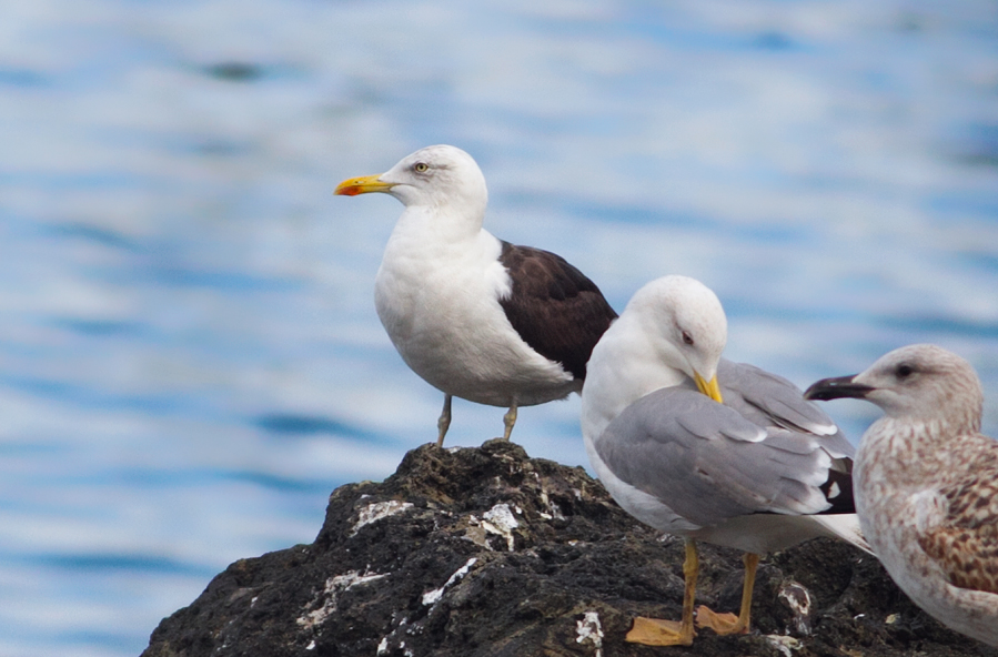 Lesser Black-backed Gull