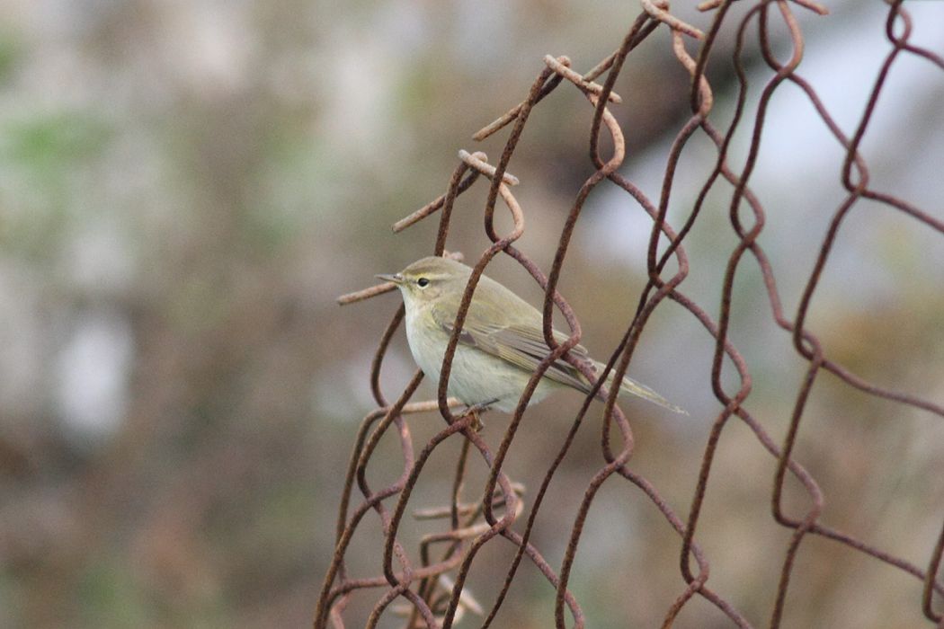 Common Chiffchaff