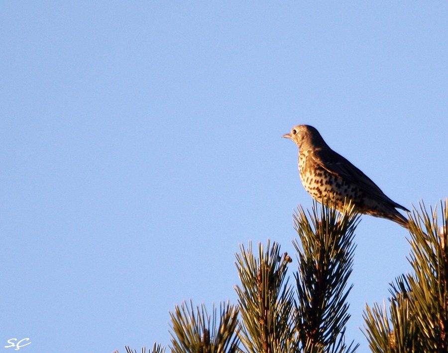 Mistle Thrush