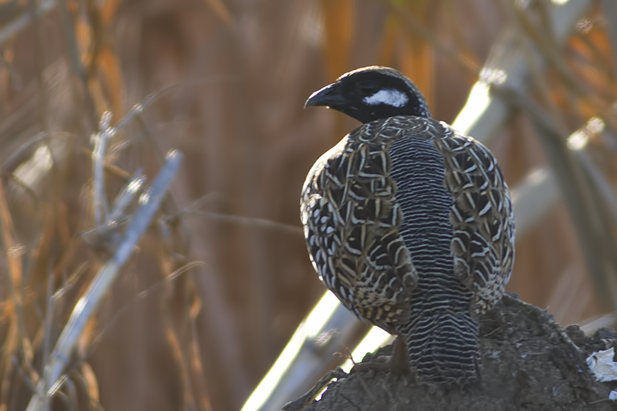 Black Francolin