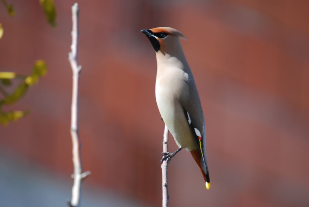 Bohemian Waxwing