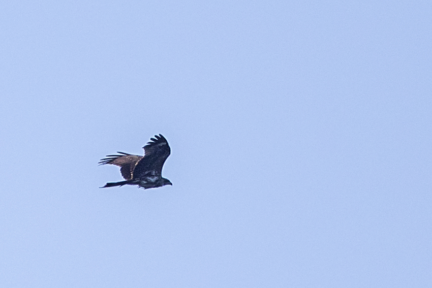 Black Kite