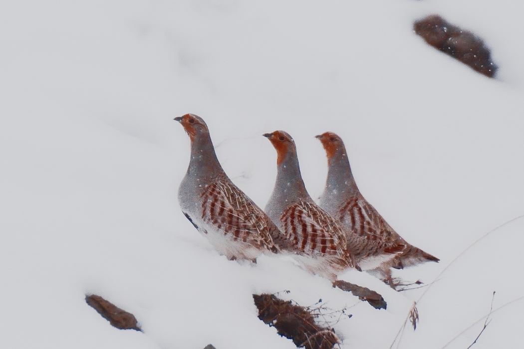 Grey Partridge