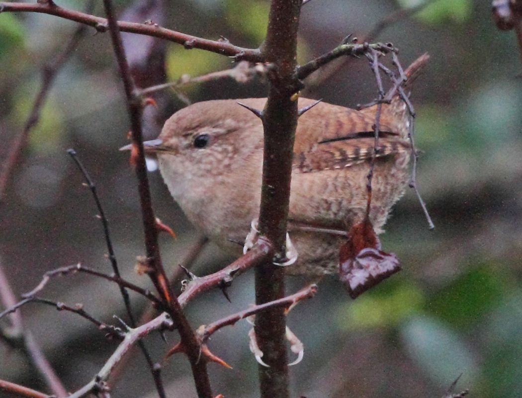 Eurasian Wren