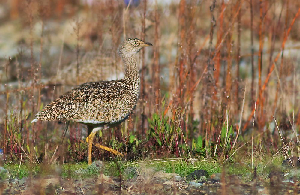 Little Bustard