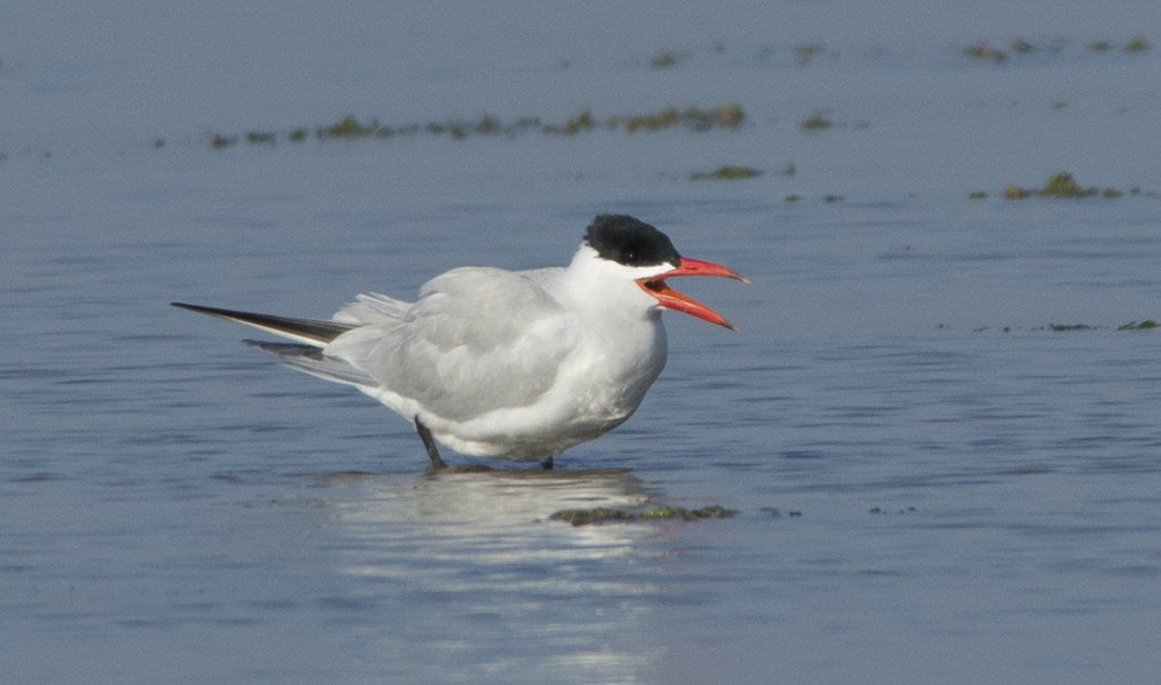 Caspian Tern