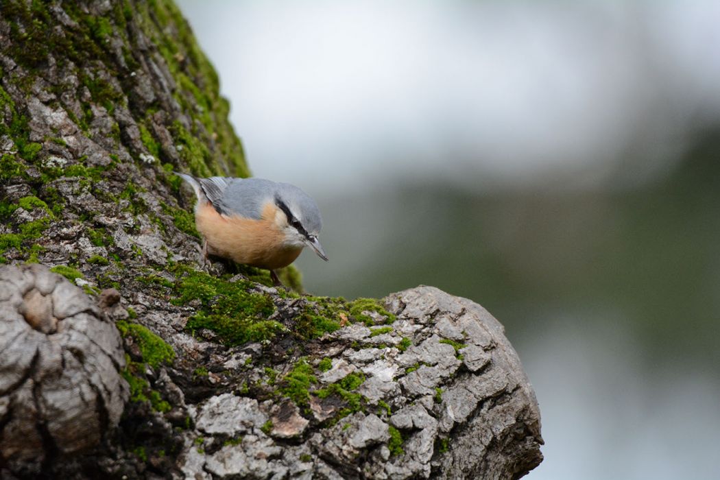 Eurasian Nuthatch