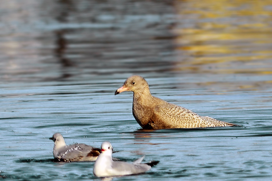 Glaucous Gull
