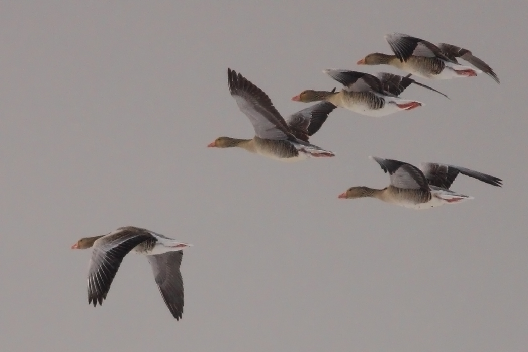 Greylag Goose