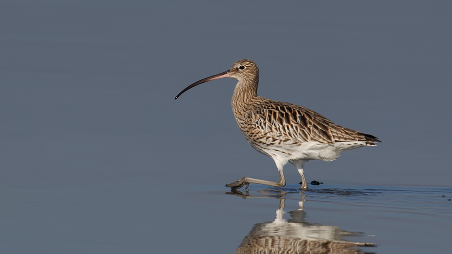 Eurasian Curlew