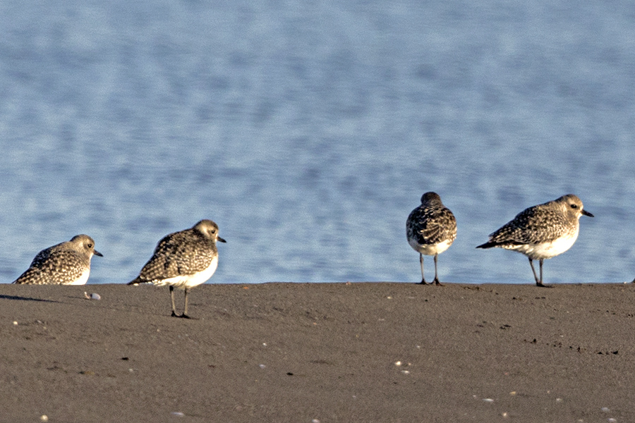 Grey Plover