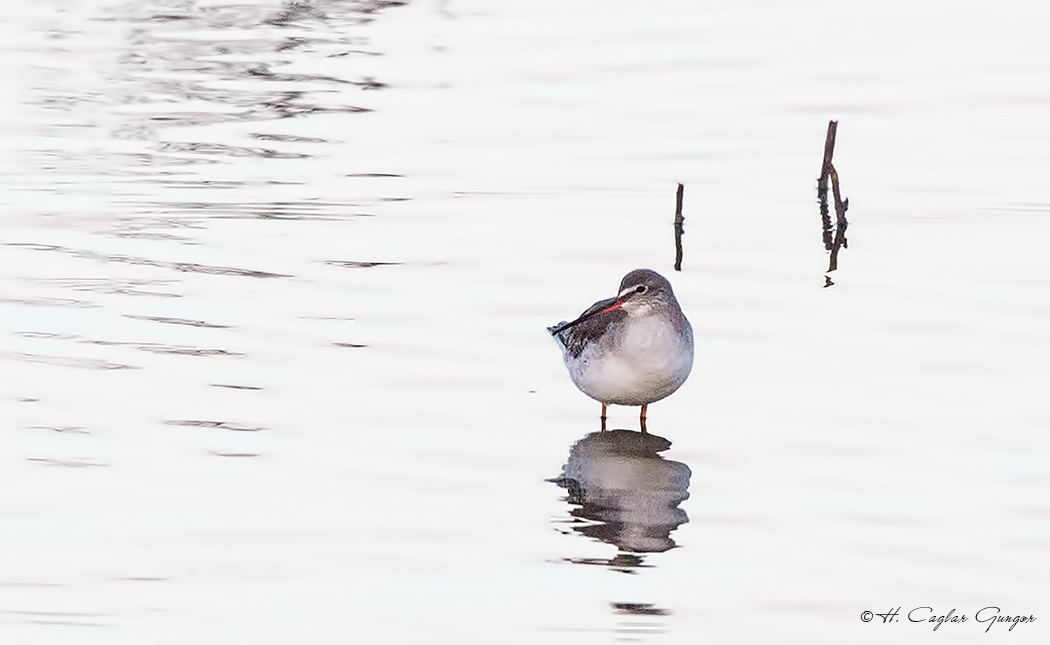 Spotted Redshank
