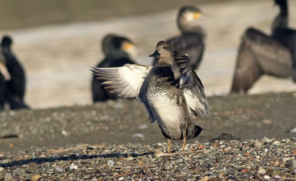 Gadwall