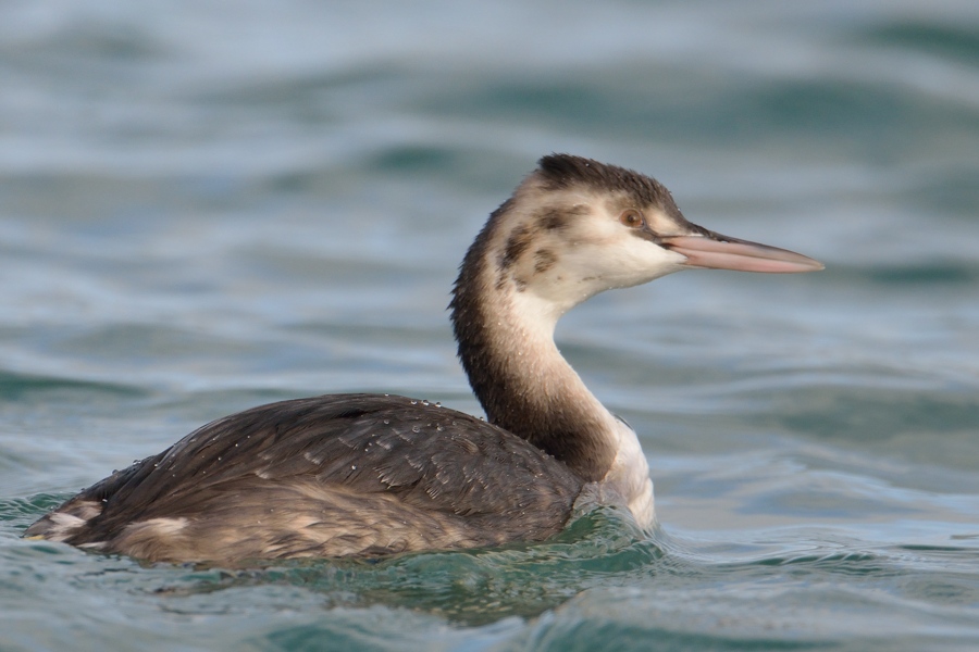 Great Crested Grebe