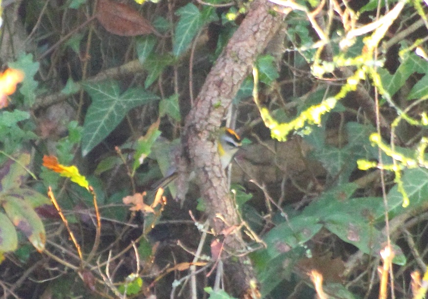 Common Firecrest
