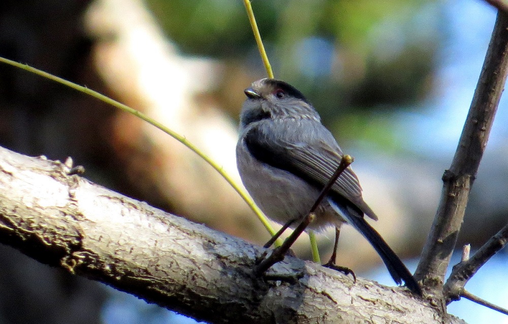 Long-tailed Tit