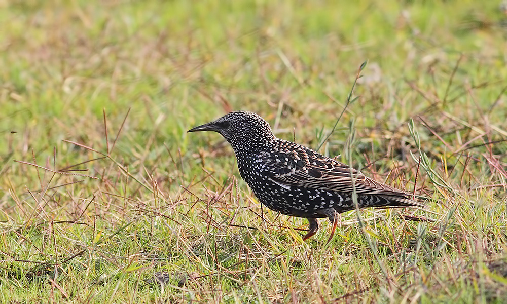 Common Starling