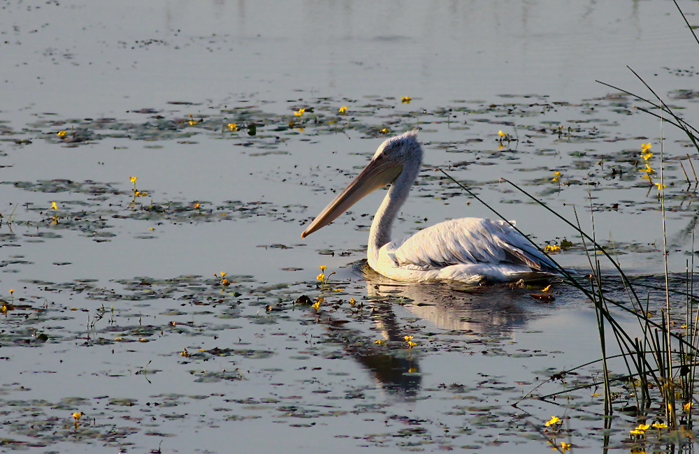 Dalmatian Pelican