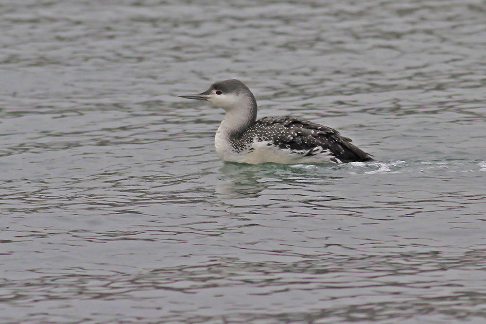 Red-throated Loon