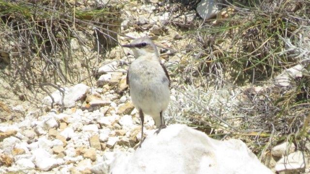 Northern Wheatear