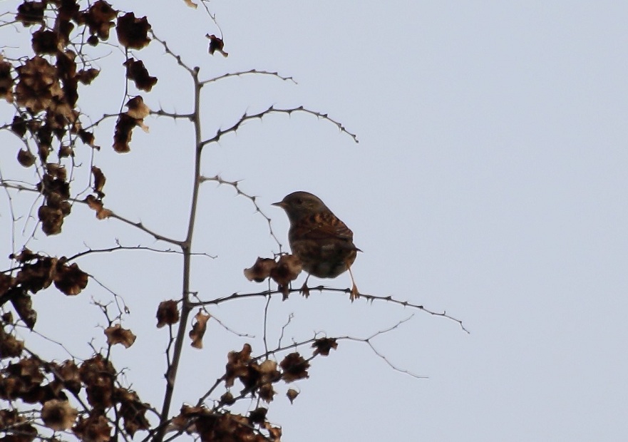 Dunnock