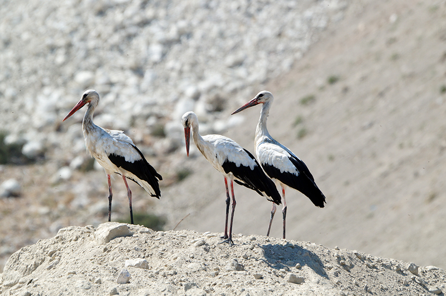 White Stork
