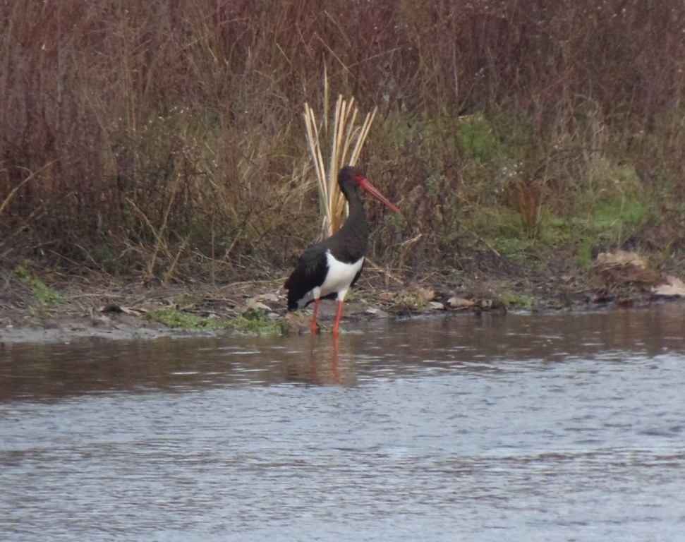 Black Stork