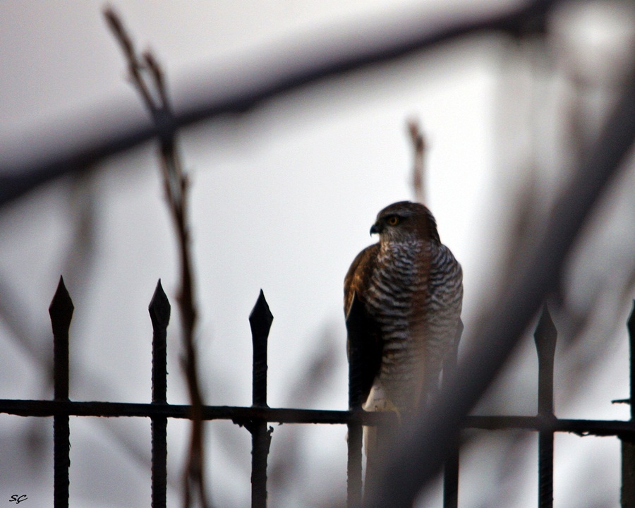 Eurasian Sparrowhawk