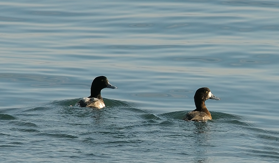 Greater Scaup