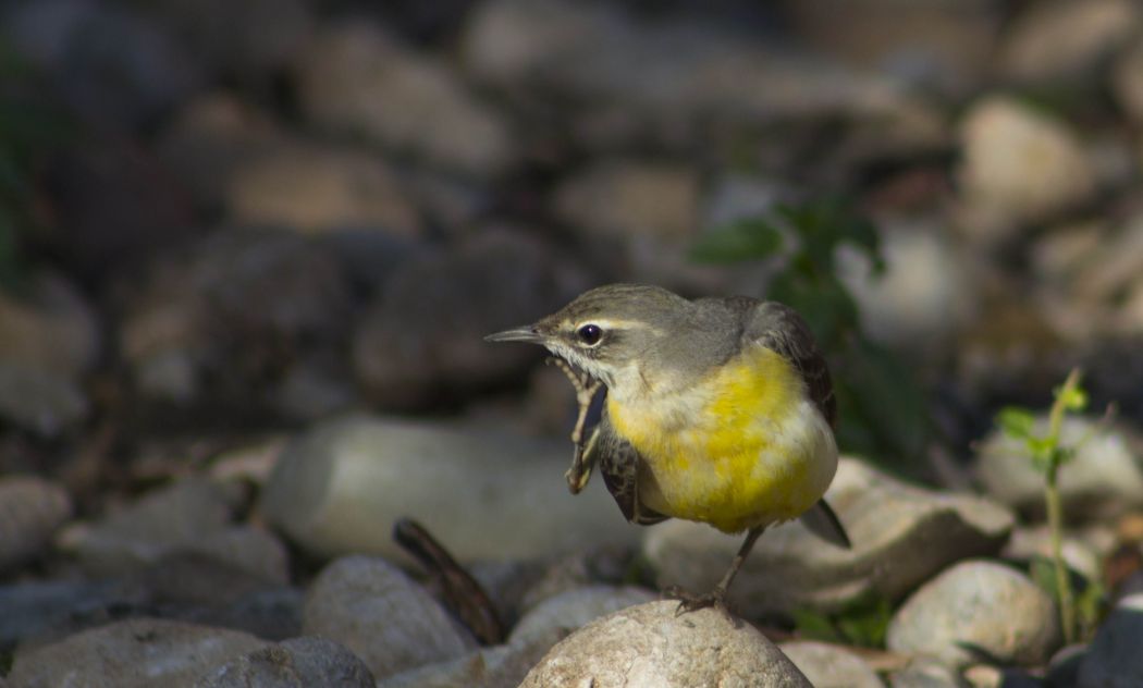 Grey Wagtail