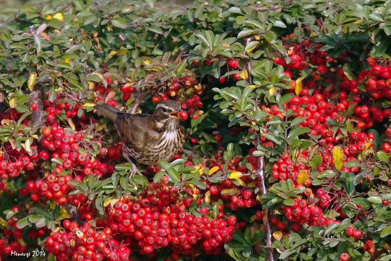 Redwing