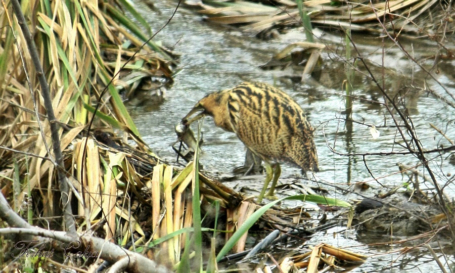 Eurasian Bittern