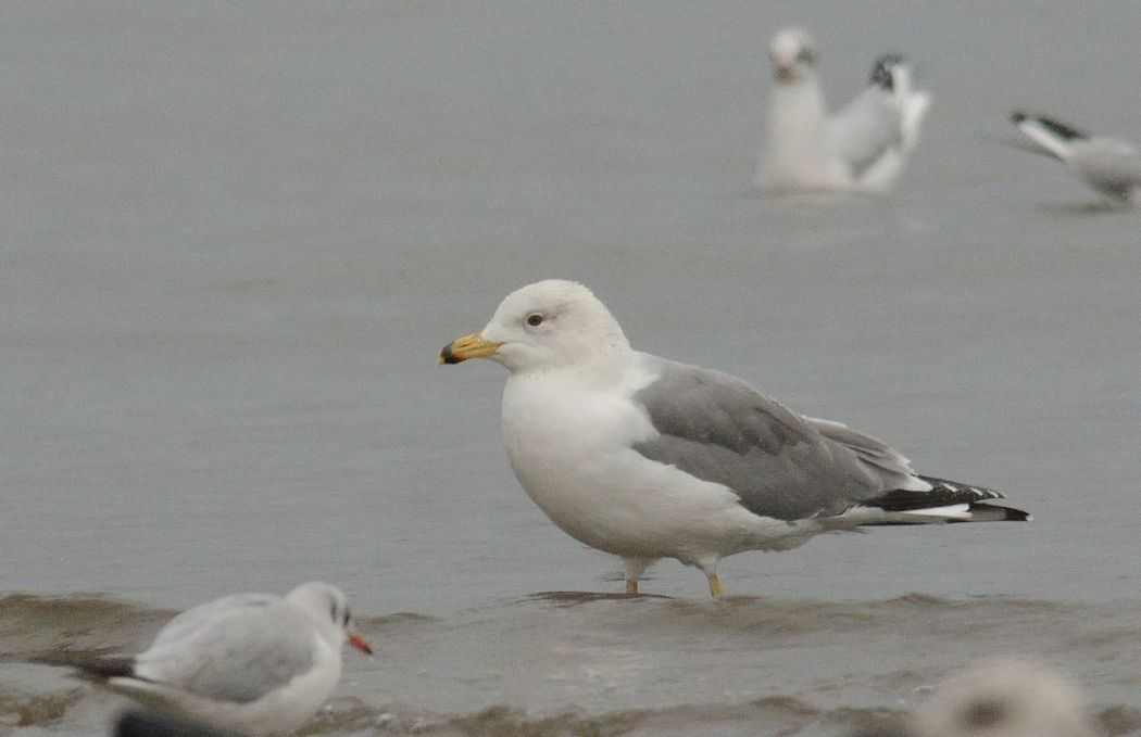 Armenian Gull