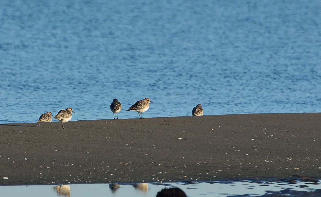 Grey Plover