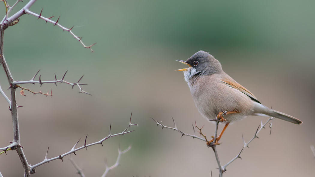 Spectacled Warbler