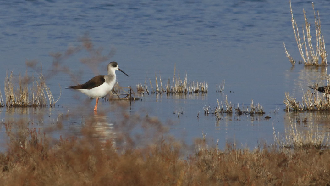 Black-winged Stilt