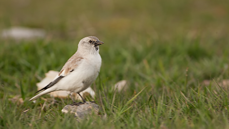 White-winged Snowfinch