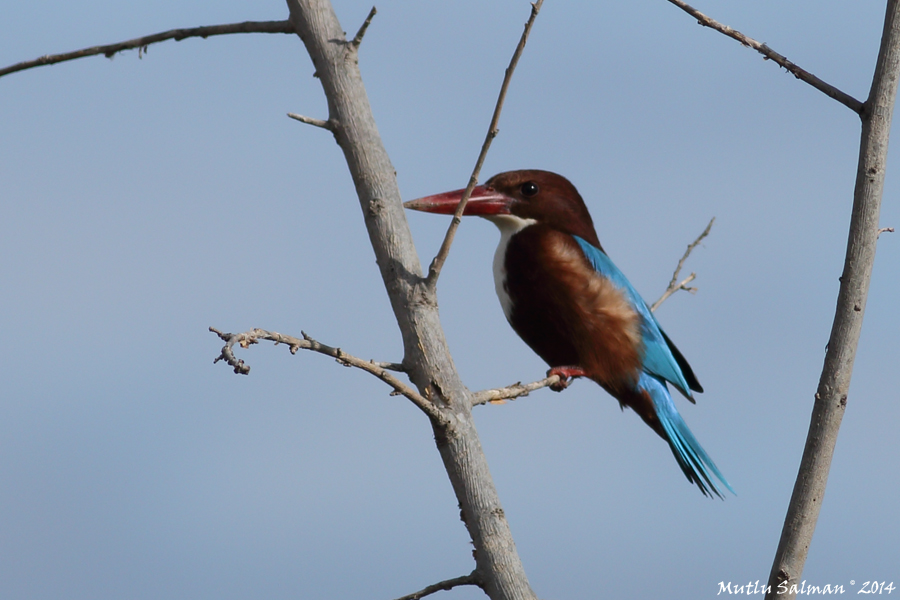 White-throated Kingfisher