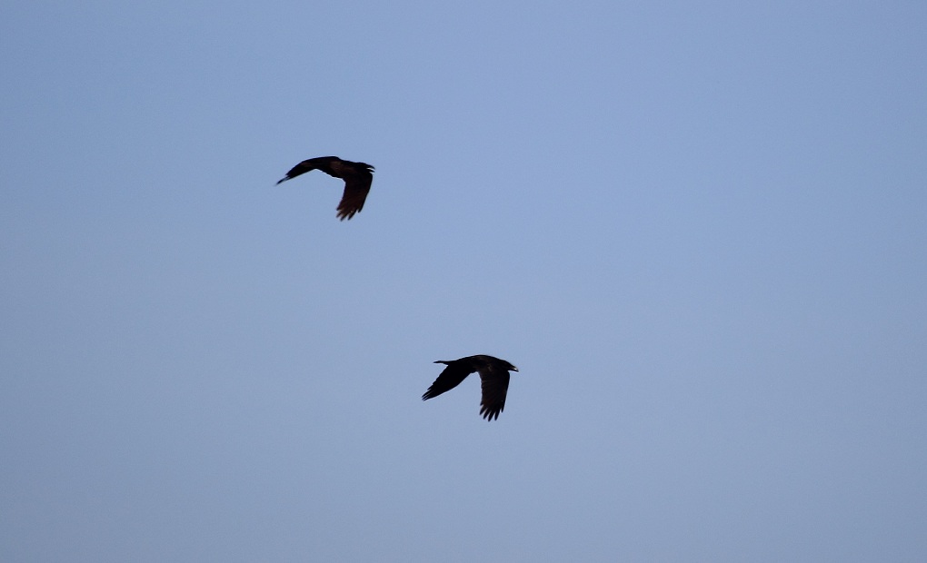 Northern Raven