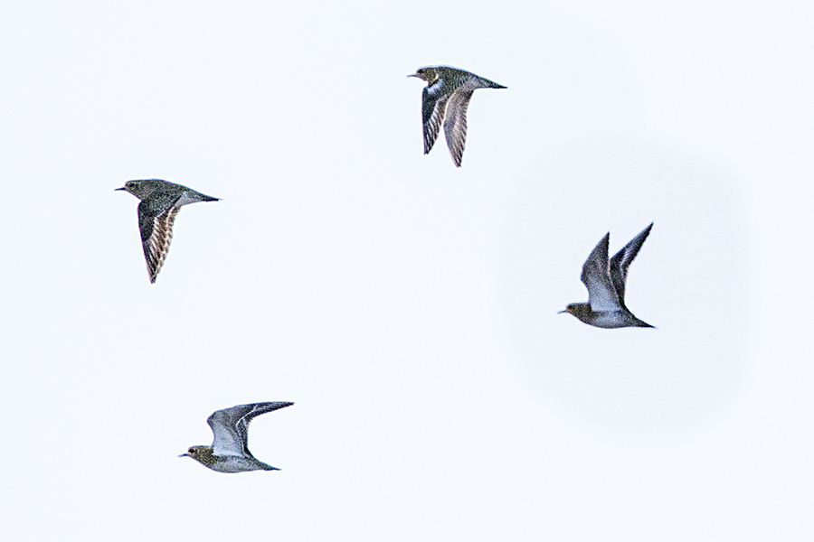 European Golden Plover