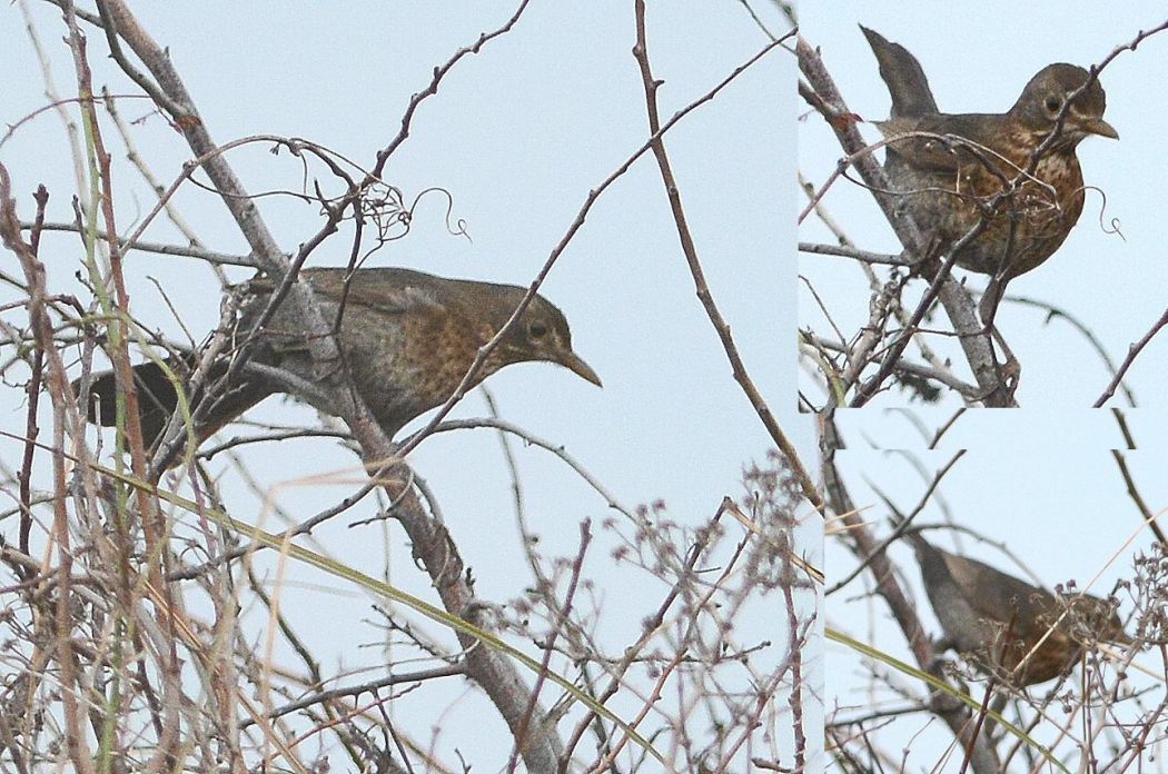 Common Blackbird