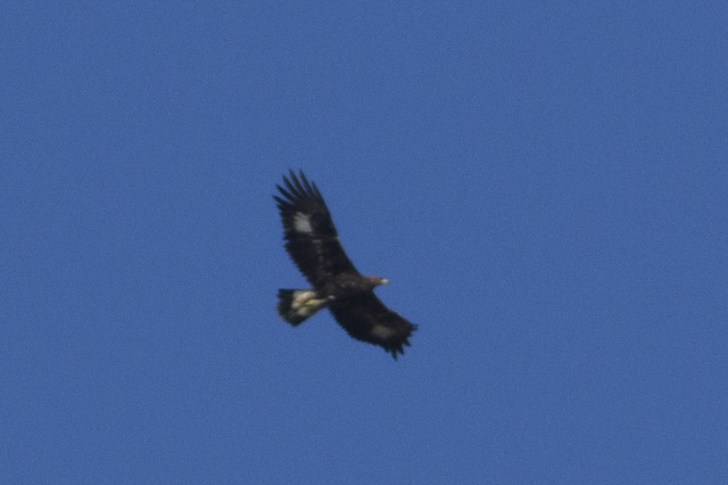 Golden Eagle