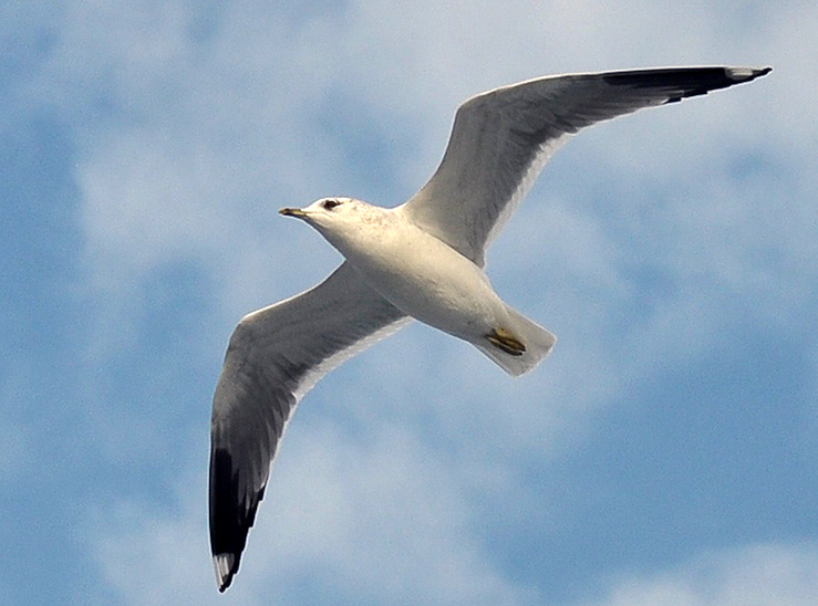 Common Gull