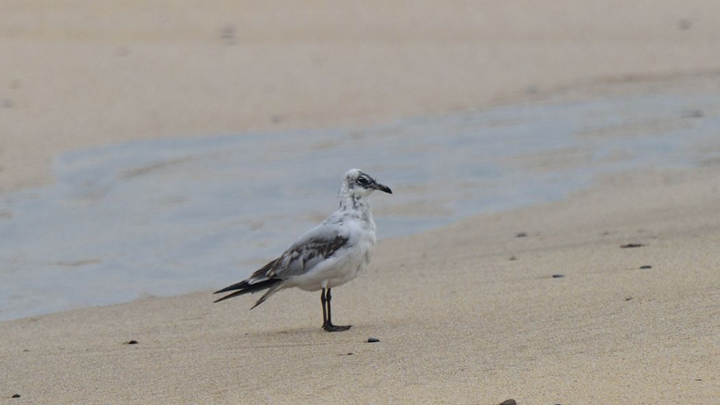 Akdeniz Martısı