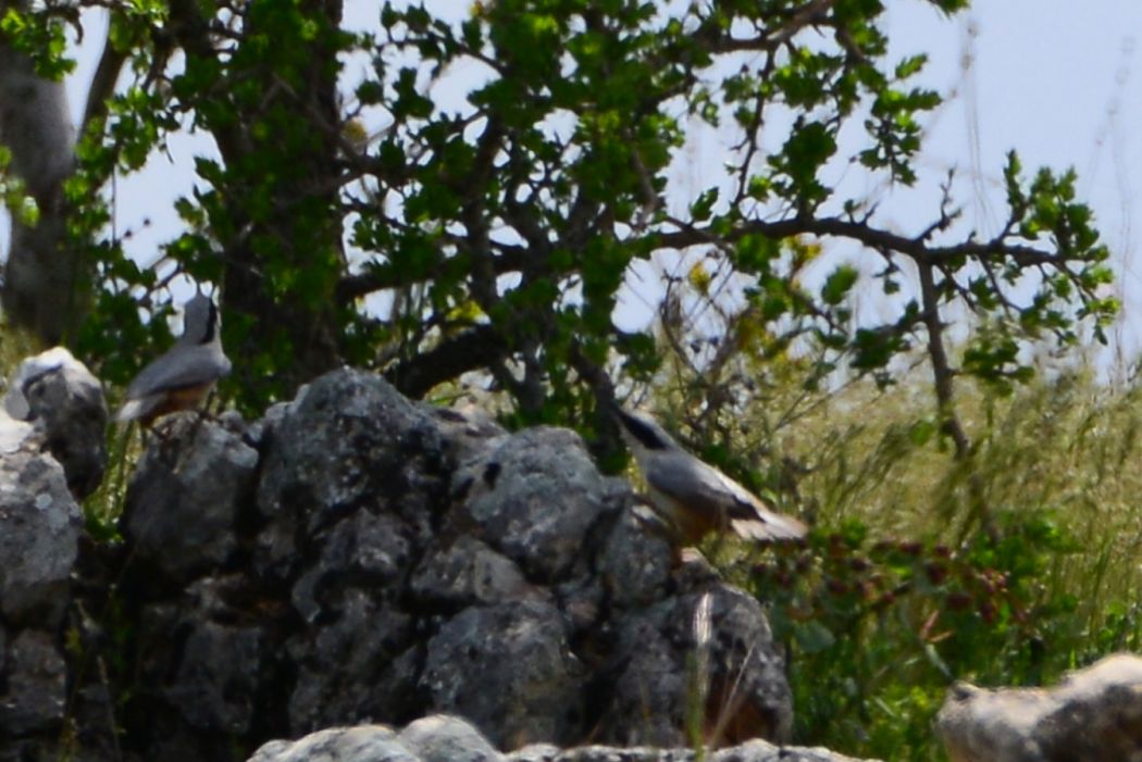 Eastern Rock Nuthatch