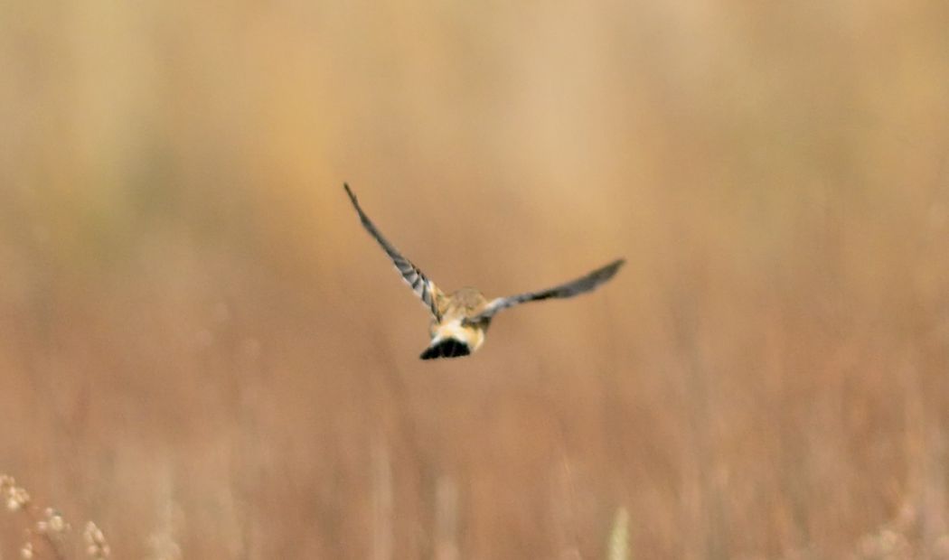 Sibirya Taşkuşu