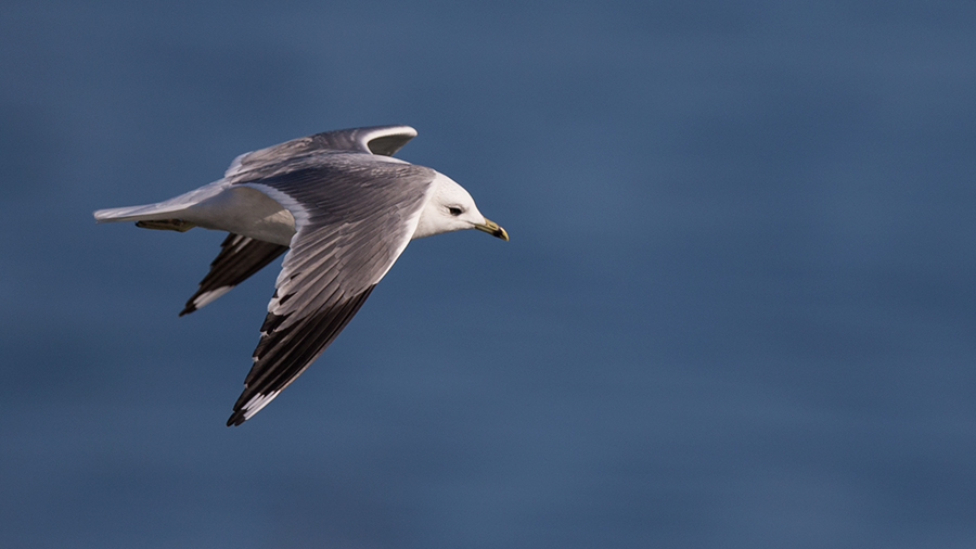 Common Gull