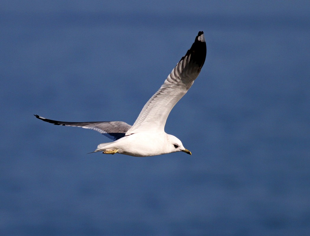 Common Gull