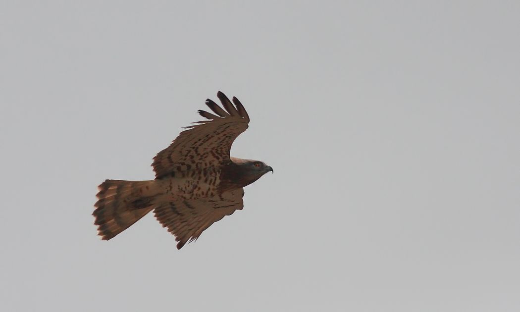 Short-toed Snake Eagle